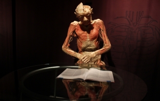 Вижте човешкото тяло както никога преди на изложбата Bodies Revealed в София