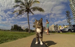 Караш скейтборд? Тази котка е по-добра от теб! (Видео)