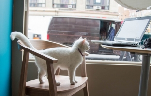 Кафене за любители на котки отвори врати в Ню Йорк (Видео)