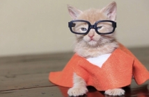 Брилянтна пародия на Orange Is The New Black с котета (Видео)