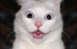 25 котешки реакции на изненада, стрес, шок и ужас, предизвикващи истеричен смях