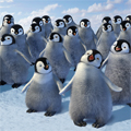 Пингвините продължават да са на мода в Америка