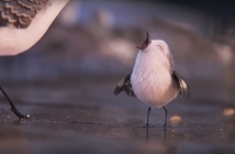 Гледайте безплатно сърцераздирателната анимация на Pixar – Piper (Видео)