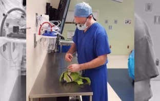 Детски хирург оперира играчки и е най-милото нещо, което ще гледате днес