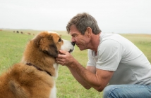"Кучешки живот" на У. Брус Камерън: един различен роман за любовта към кучетата