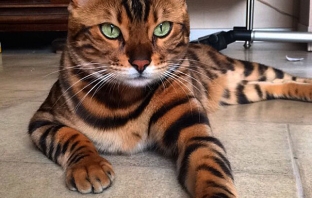 Бенгалската котка Тор е изумително животно, на което ще слугувате (Снимки)