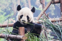 Роди се първата панда от "смесен брак" между пленник и див екземпляр