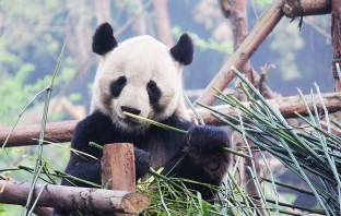 Роди се първата панда от \