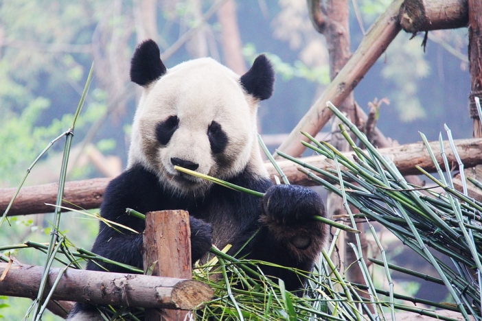 Роди се първата панда от "смесен брак" между пленник и див екземпляр