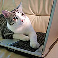 Игра на котка и... лаптоп. Виж видеото!